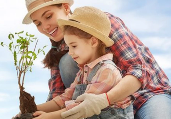 Sembrando árboles